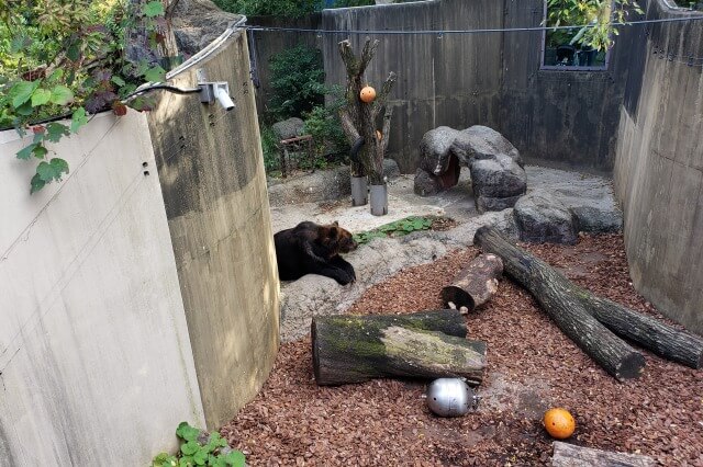 上野動物園の熊(クマ)