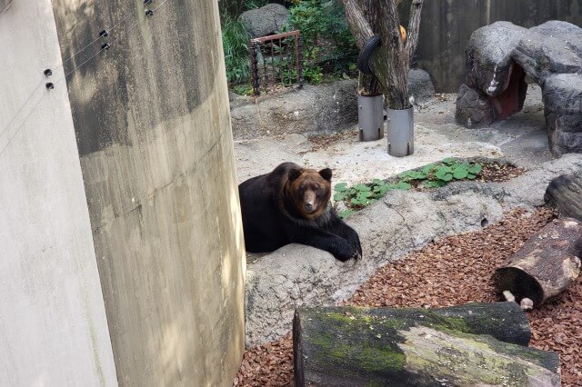 上野動物園のエゾヒグマ