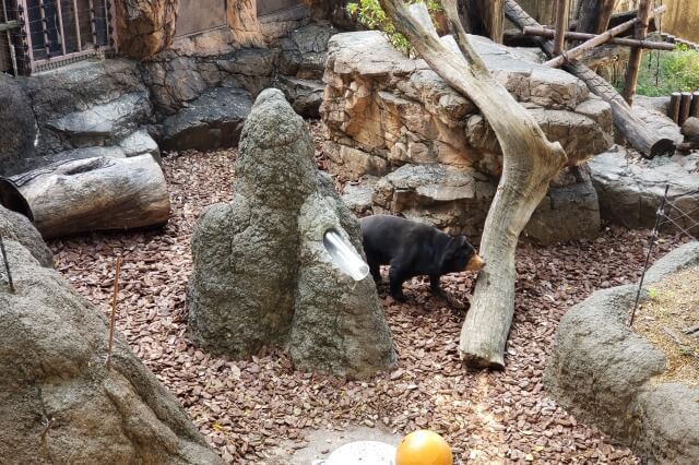 上野動物園のマレーグマ