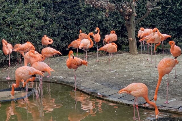 上野動物園の鳥達(鳥類)｜鳥がいる場所や鳥の種類は？