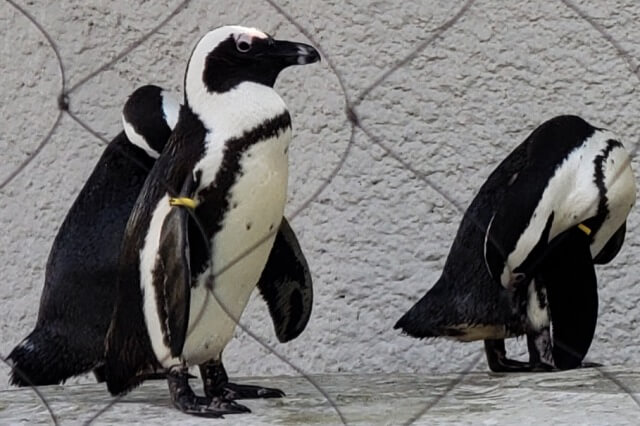上野動物園のケープペンギン