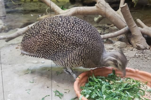 上野動物園のカンムリシギダチョウ