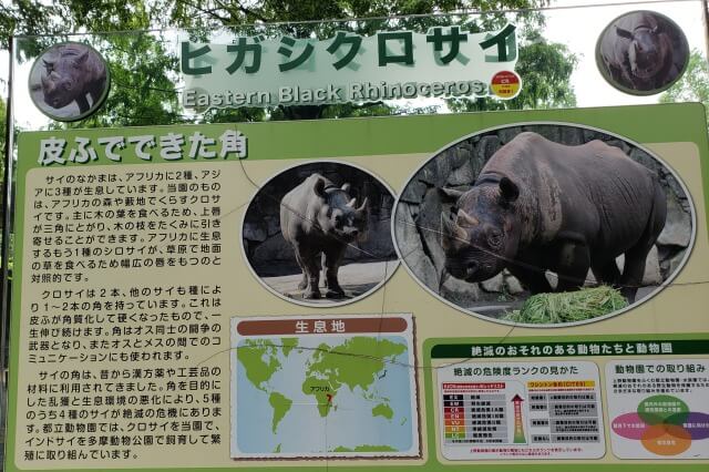 上野動物園のヒガシクロサイ