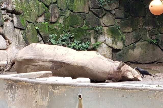 上野動物園のヒガシクロサイのマロ
