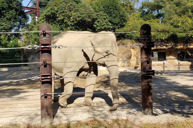 上野動物園の象(ゾウ)