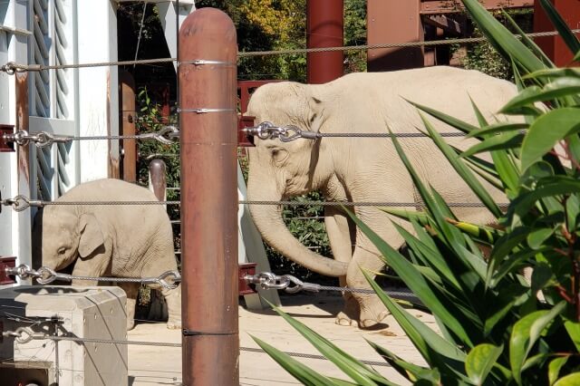 上野動物園の子象(ゾウ)「アルン」と母親の「ウタイ」