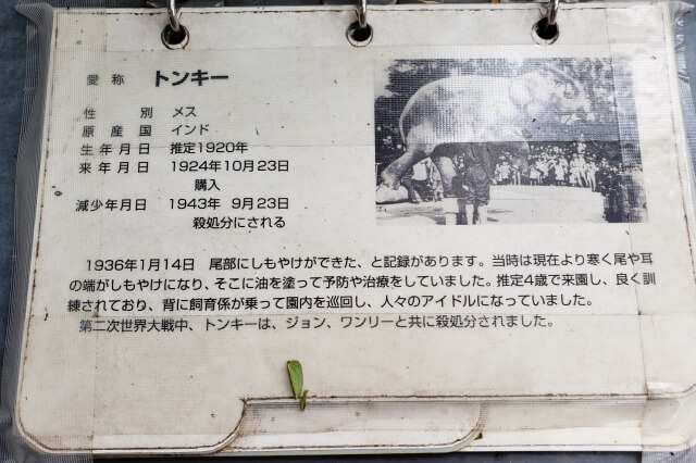 上野動物園の象(ゾウ)と戦争の歴史