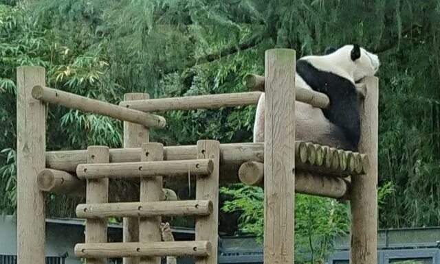 上野動物園のジャイアントパンダ｜パンダ舎の様子