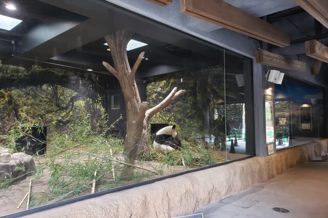上野動物園のジャイアントパンダ｜パンダの森の様子