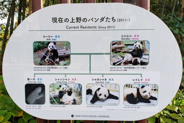 上野動物園の現在のパンダ｜リーリー/シンシン/シャンシャン