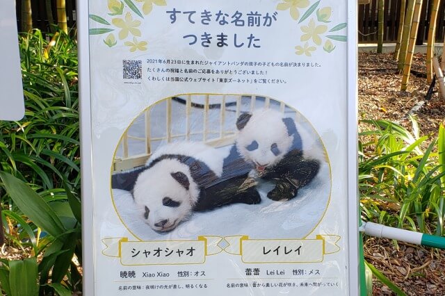 上野動物園で2021年に生まれたパンダ｜シャオシャオ/レイレイ