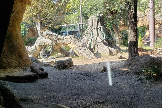 上野動物園のゴリラ