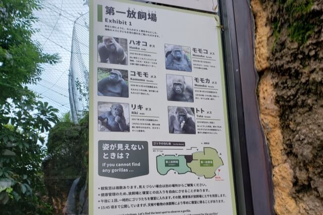上野動物園のゴリラの家系図｜ゴリラたちの名前は？