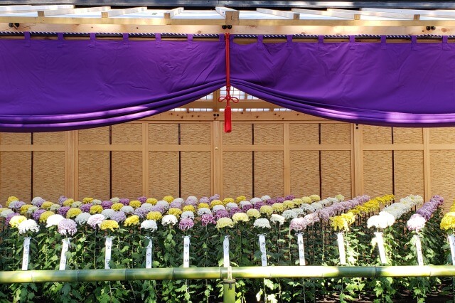 新宿御苑の見どころ｜秋には菊花壇展が開催されます