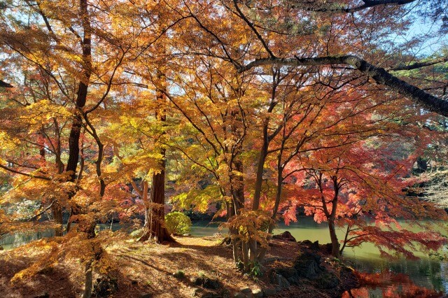 新宿御苑の見どころ｜秋には園内至る所で紅葉が見られます