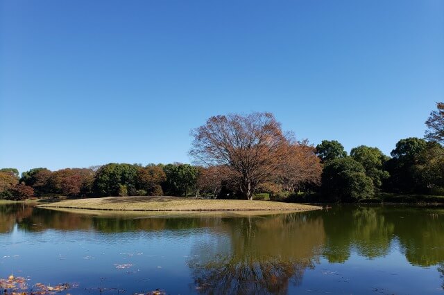 昭和記念公園の水鳥の池｜水辺には植物が茂り、鳥や魚や昆虫もいます