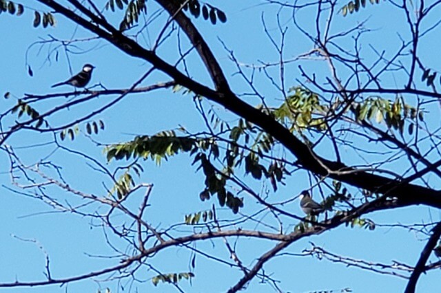 昭和記念公園のバードサンクチュアリー｜野鳥たちの姿を観察できます