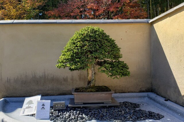 昭和記念公園の盆栽苑｜間近で盆栽を見たり学習したりできます