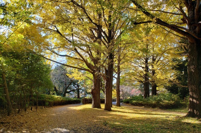 昭和記念公園の紅葉｜広い敷地内の至る所で美しい紅葉が見れます