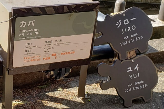 上野動物園のカバ｜ジローとユイがいます