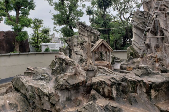 上野動物園の猿山(サル山)