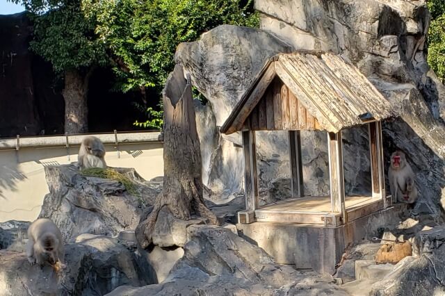 上野動物園のニホンザル｜東園の日本猿