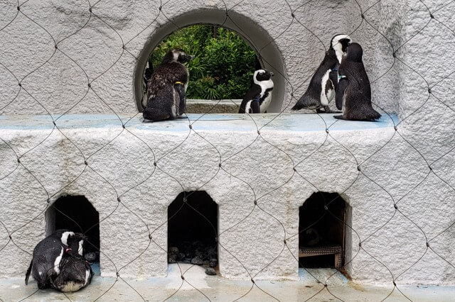 上野動物園のペンギン
