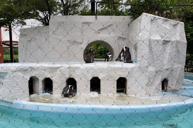 上野動物園のペンギンは西園にいます