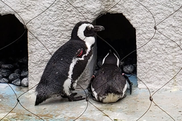 上野動物園のペンギンたちの様子