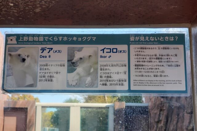 上野動物園のホッキョクグマ(シロクマ)のイコロとデア