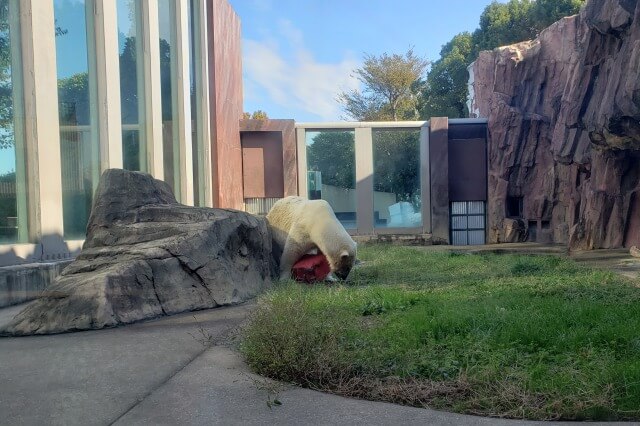上野動物園のホッキョクグマ(シロクマ)｜室内で遊んでいる様子