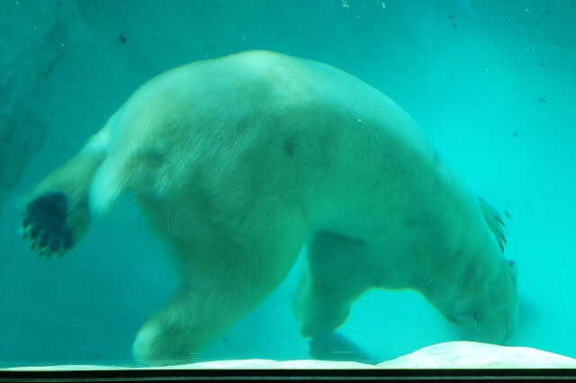 上野動物園のホッキョクグマ(シロクマ)｜水中を泳いでいる様子