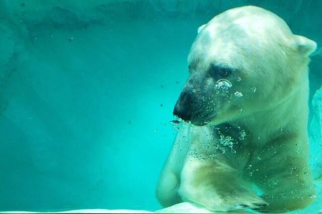 上野動物園のホッキョクグマ(シロクマ)｜水中を泳いでいる様子
