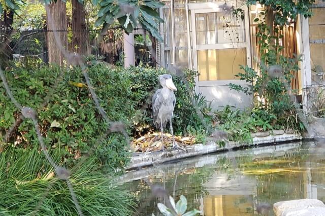 上野動物園のハシビロコウは動かない鳥として有名です