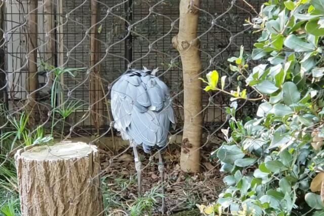 上野動物園のハシビロコウは動きます｜ミリーはウロウロしていました