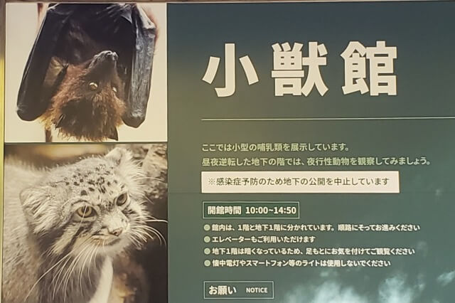 上野動物園の小型哺乳類(小獣館)