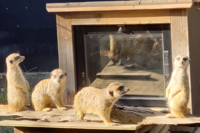 上野動物園の小獣館のミーアキャット