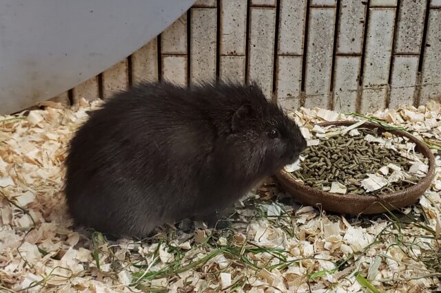 上野動物園の小獣館のパンパステンジクネズミ