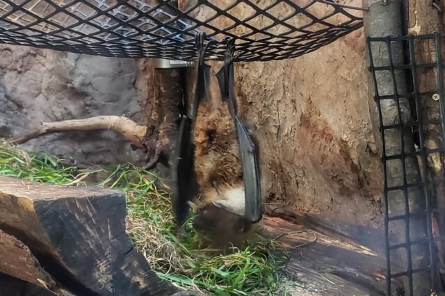 上野動物園の小獣館のオリイオオコウモリ