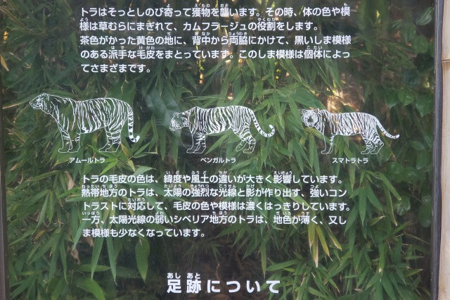 上野動物園のトラの種類や模様について