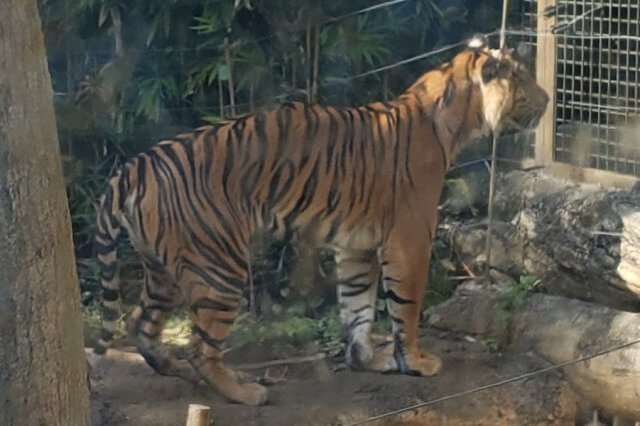 上野動物園のトラの様子｜トラの住む森のスマトラトラ