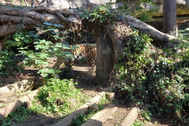 上野動物園のトラの様子｜トラの住む森のスマトラトラ