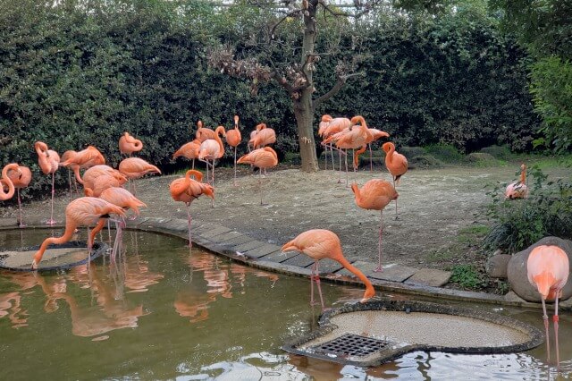 上野動物園の動物一覧｜何がいるの？