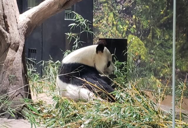 上野動物園のジャイアントパンダ