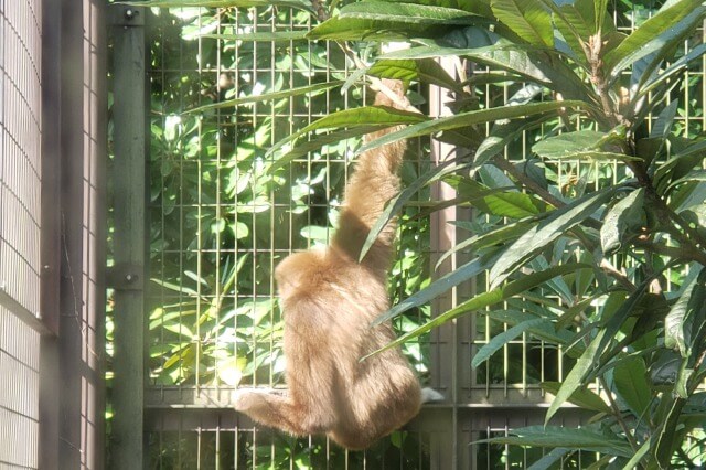 上野動物園のテナガザル