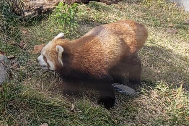 上野動物園のレッサーパンダ