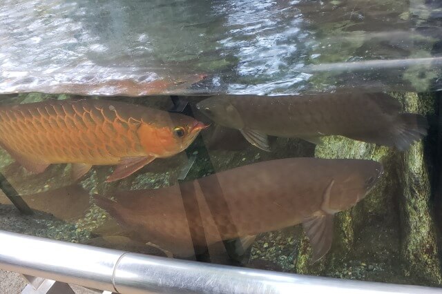 上野動物園の魚