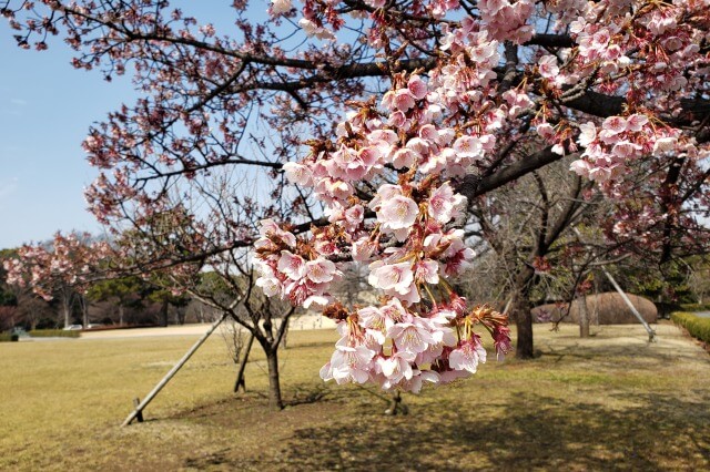 皇居東御苑の見どころ｜桜（お花見）