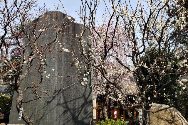 亀戸天神の梅まつりの様子｜御嶽神社から鳥居への参道周辺の梅