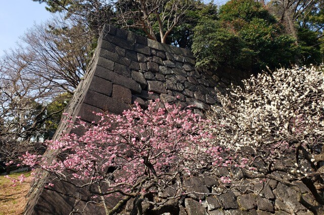 皇居東御苑の梅｜見ごろの時期には梅林坂が梅の花で一杯になります